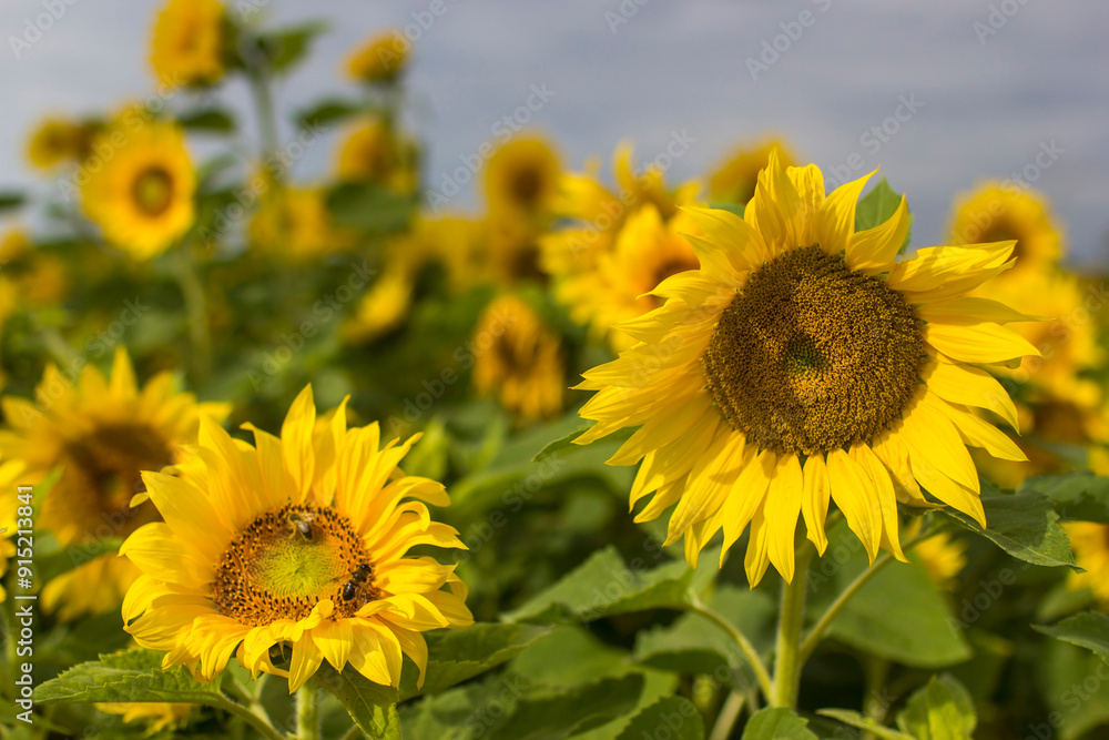 Sunflowers (helianthus) in a field Sunflowers (helianthus) in a field