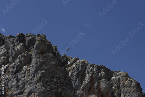 Vulture flying over the mountain