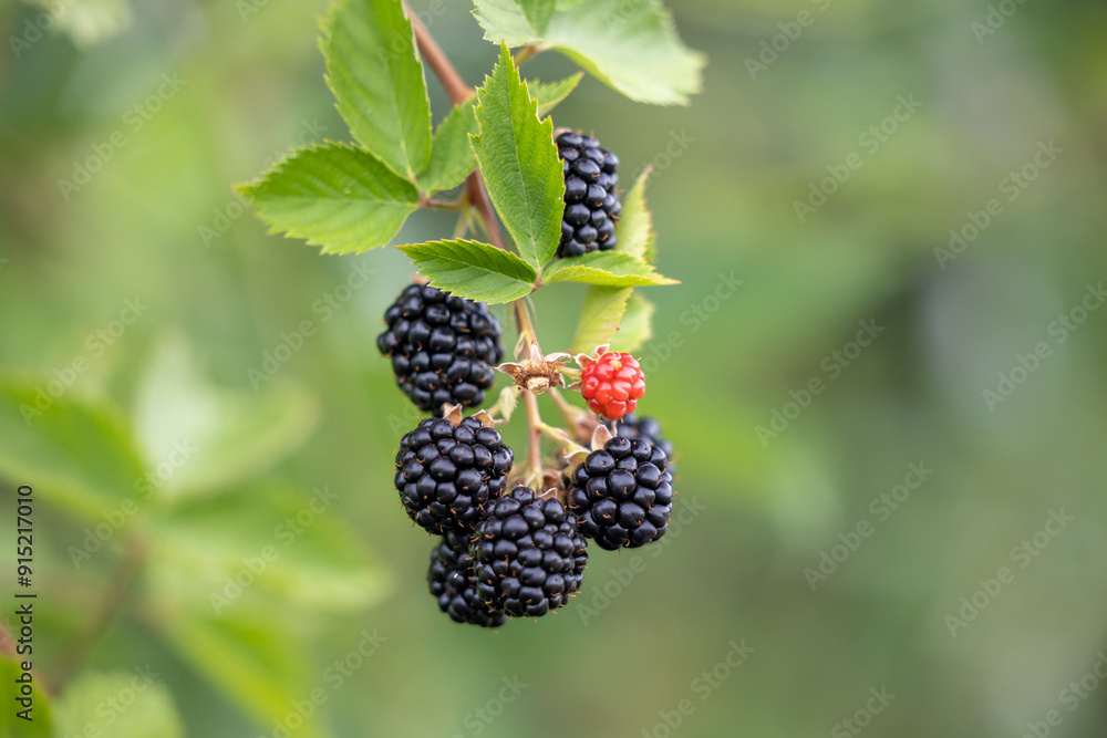 Branch with black blackberries close-up Branch with black blackberries close-up
