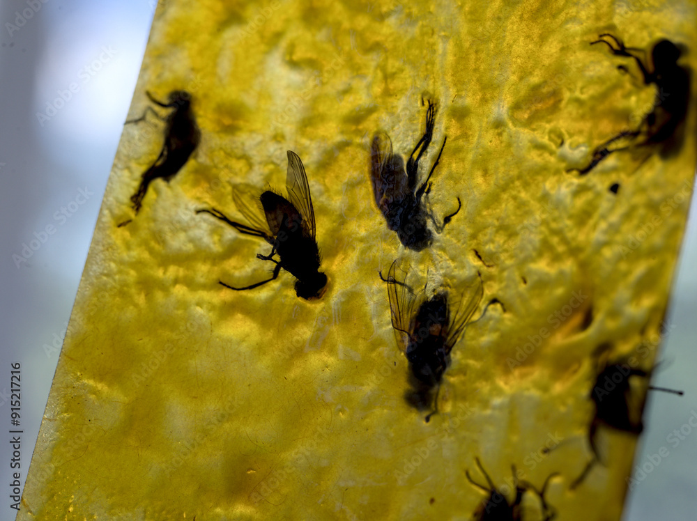 Dead flies on a sticky tape.