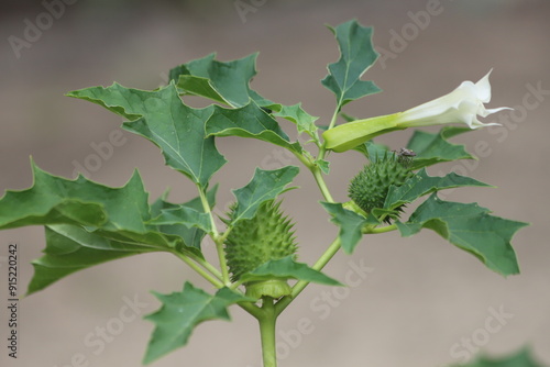 Datura stramonium. Hallucinogen plant Devil's Trumpet, also called Jimsonweed. photo