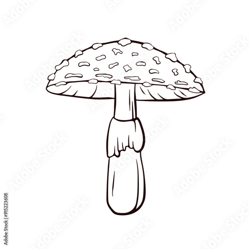 Fly Agaric mushroom with spotted cap in line art style. Autumn poisonous mushroom textured cap, gills, and thick stem. Vector illustration isolated on a white background.