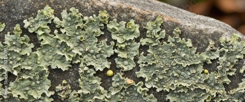 Close up of lichen growing on a rock, highlighting natural textures and organic patterns in a tranquil outdoor setting