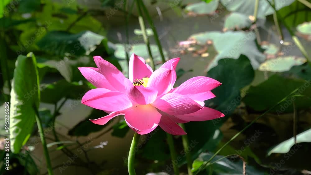 beautiful illuminated lotus flower with pink colored petals amidst beautiful nature. It's summer and the plants are blooming in the pond. On the flower is a dragonfly being disturbed by a wasp beautiful illuminated lotus flower with pink colored petals amidst beautiful nature. It's summer and the plants are blooming in the pond. On the flower is a dragonfly being disturbed by a wasp