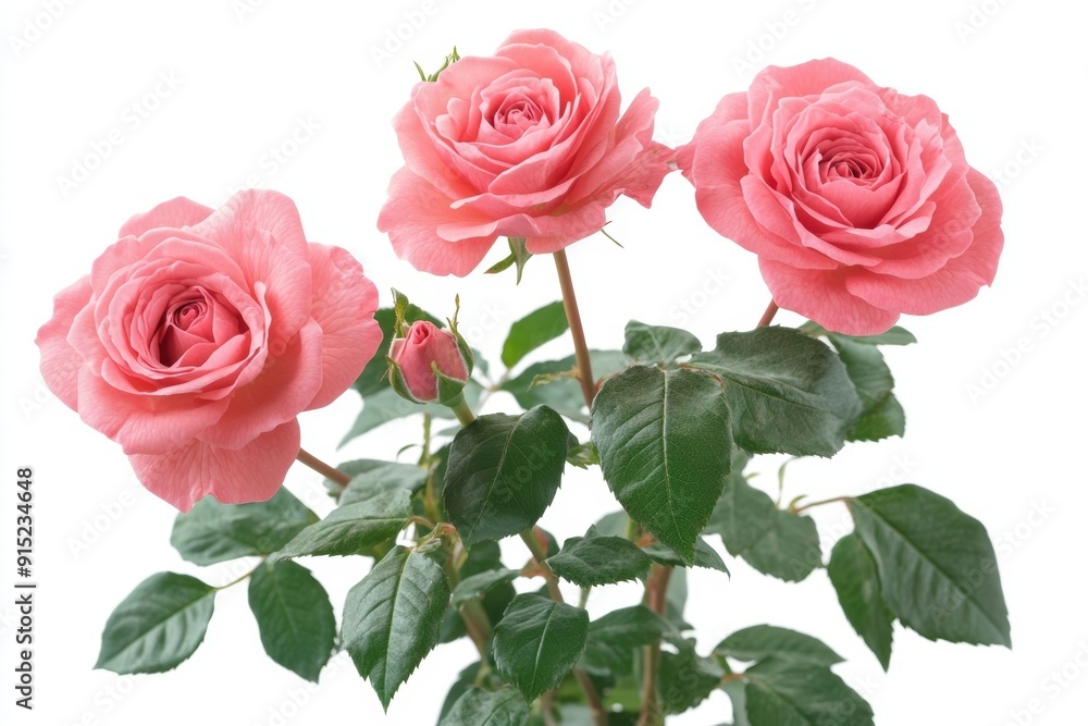 Pink Rose Bush with Three Blossoms and Bud Pink Rose Bush with Three Blossoms and Bud