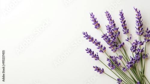 Bunch of lavender photo