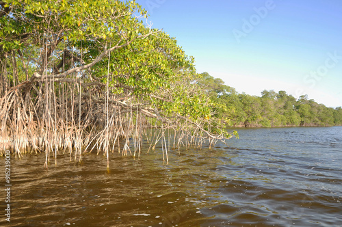 Cuban mangroves