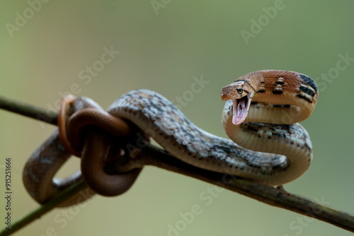 Copper-headed trinket snake photo