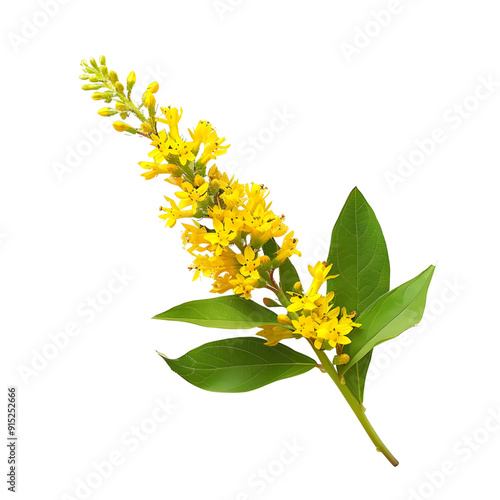 Goldenrod, beautiful flower