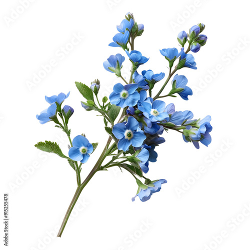 Forget-Me-Not Flower, beautiful flower