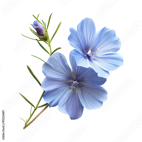 Flax Flower, beautiful flower photo