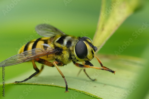 Natural detailed facial close up on a Batman or Deadhead hoverfly , Myathropa florea, on a green leaf in the garden photo