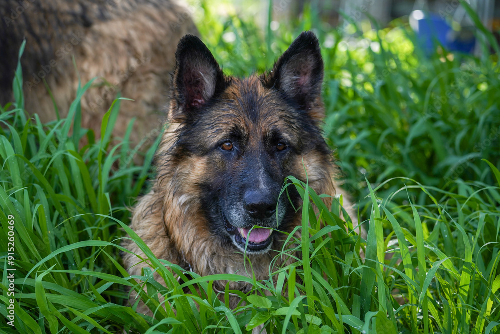 German Shepherd dog lying in tall green grass German Shepherd dog lying in tall green grass