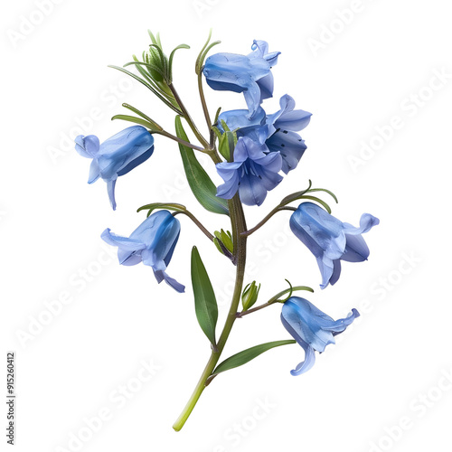 Bluebell, beautiful flower