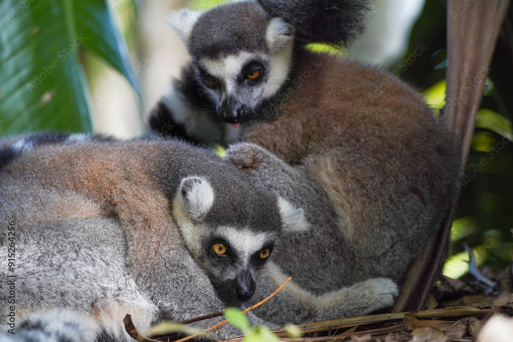Fototapeta premium Pair of ring-tailed lemurs cuddling together in a forest, close-up wildlife portrait