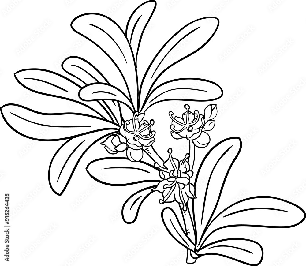 Argan Branch Outline Illustration. Argan Branch Outline Illustration.