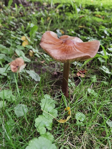 mushroom in the forest