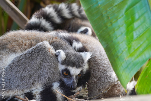 Pair of ring-tailed lemurs cuddling together in a forest, close-up wildlife portrait