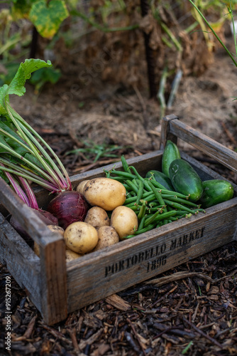 Wallpaper Mural Frisches Gemüse aus dem Garten, Kartoffeln, rote Bete, Bohnen, Gurke, Zuchini, Selbstversorgung, Gemüse in der Kiste Torontodigital.ca