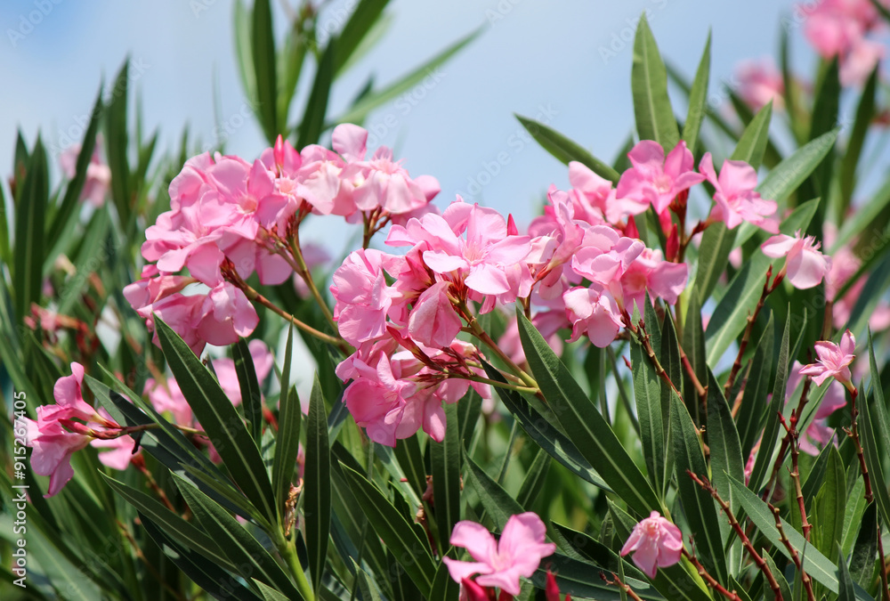 Pink oleander in the garden Pink oleander in the garden