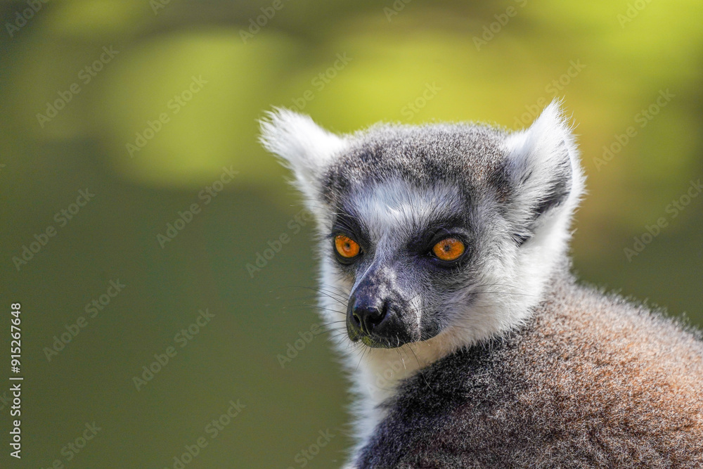 Ring-tailed lemur sitting on grass in sunlight, alert and looking back, wildlife portrait Ring-tailed lemur sitting on grass in sunlight, alert and looking back, wildlife portrait
