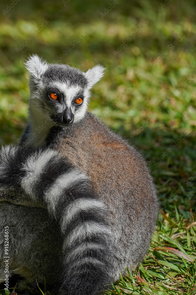 Obraz premium Ring-tailed lemur sitting on grass in sunlight, alert and looking back, wildlife portrait