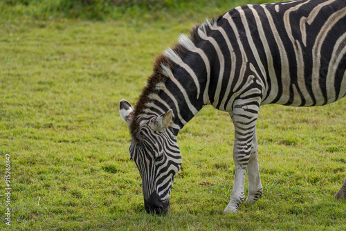 Zebra grazing at a zoo