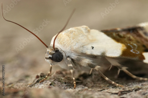 Detailed closeup on a Pale Shoulder owlet moth, Acontia lucida sitting on wood photo