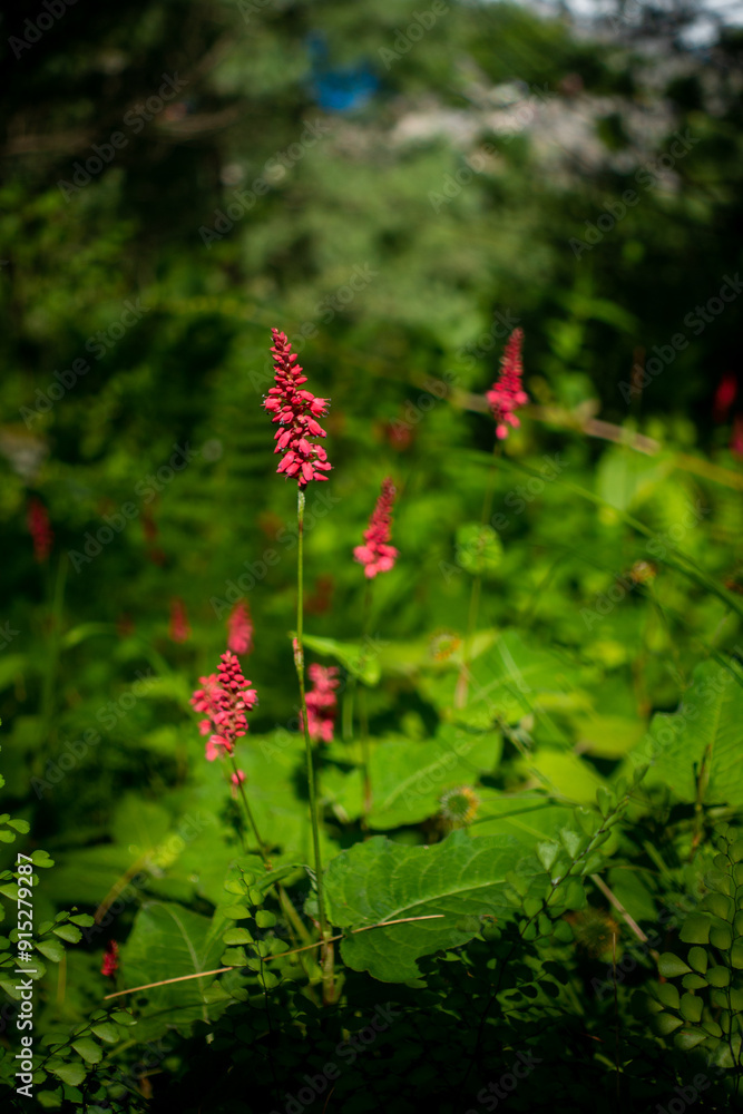 Bistorta Amplexicaulis (Red Bistort) in Himalayan Meadows, Himachal Pradesh Bistorta Amplexicaulis (Red Bistort) in Himalayan Meadows, Himachal Pradesh