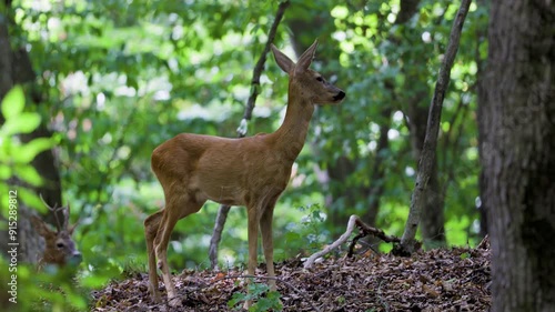 4k with deer in the forest in the natural environment.