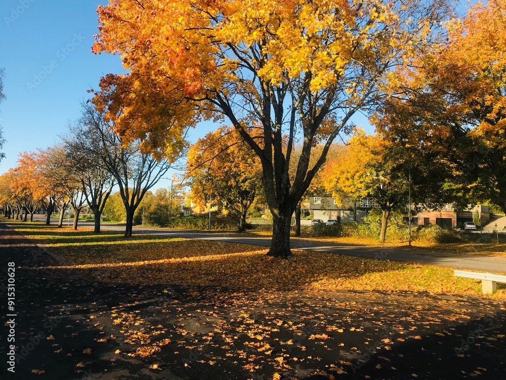 Naklejka premium autumn in the park 