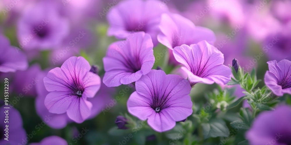Purple flower bouquet close-up Purple flower bouquet close-up