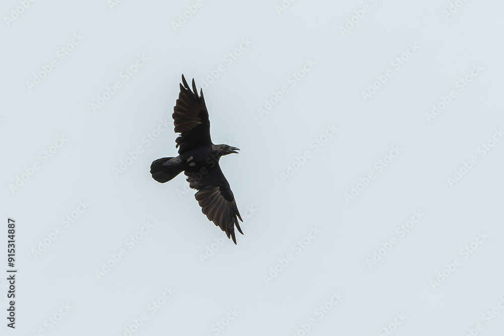 Obraz premium Kolkrabe