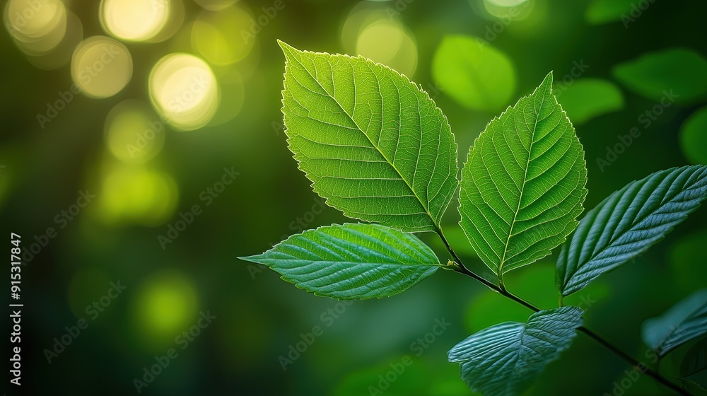 Close-up of green leaves in sunlight with fresh, vibrant foliage in a natural garden setting Close-up of green leaves in sunlight with fresh, vibrant foliage in a natural garden setting