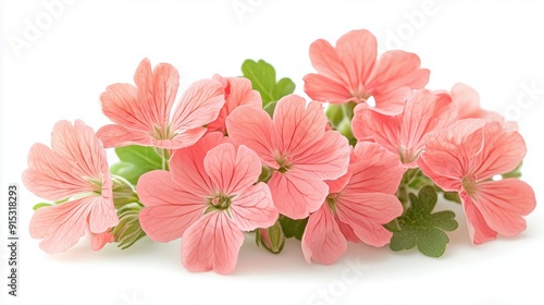 Close-up of isolated pink geranium flowers with soft petals, showcasing the beauty of spring blooms in vibrant colors