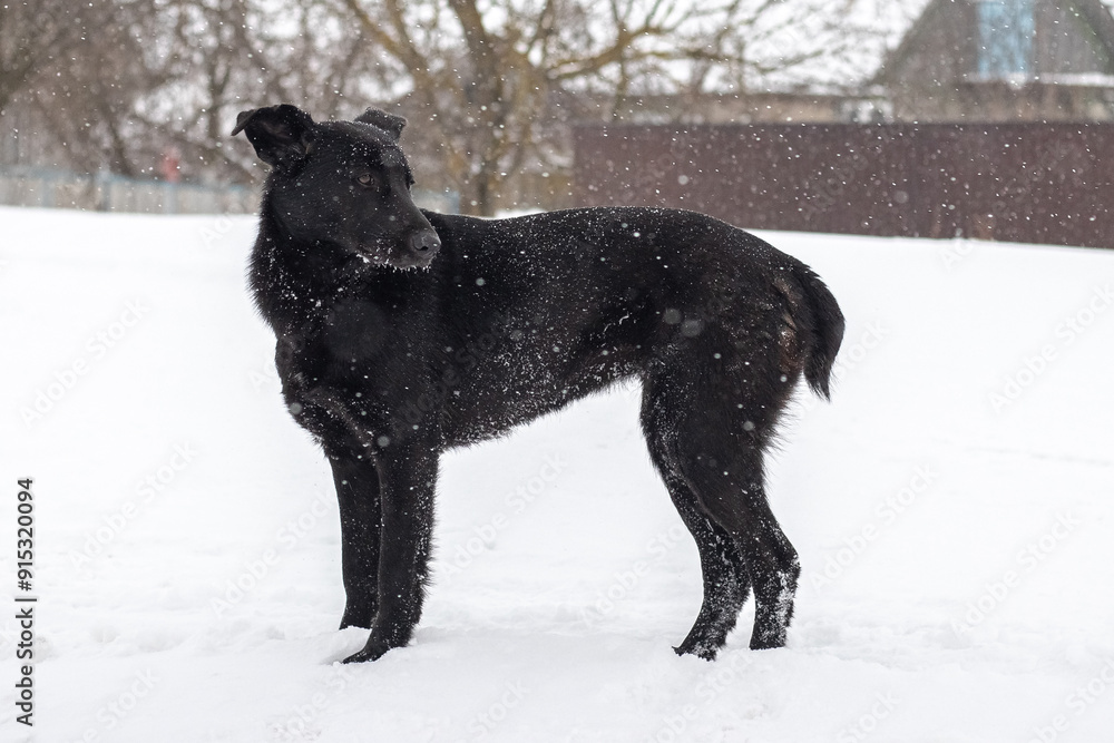 Black dog in winter on the street during snowfall Black dog in winter on the street during snowfall