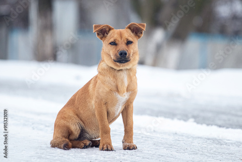 Fototapeta Naklejka Na Ścianę i Meble -  A small brown dog sits on the snow in winter on the street