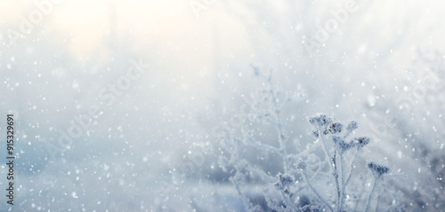Konstfotografi Atmospheric winter view with frost covered plants on blurred background during s