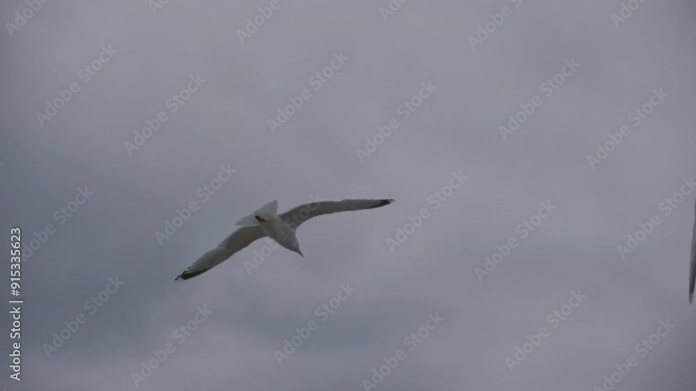 120fps, CU isolated seagull in the sky flying. 120fps, CU isolated seagull in the sky flying.