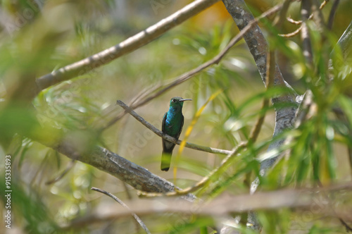 A hummingbird is sitting on a branch