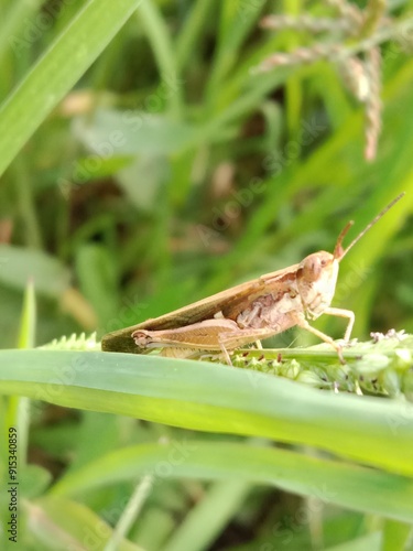 grasshopper sitting on green maize Leaf.Caelifera on leaf 