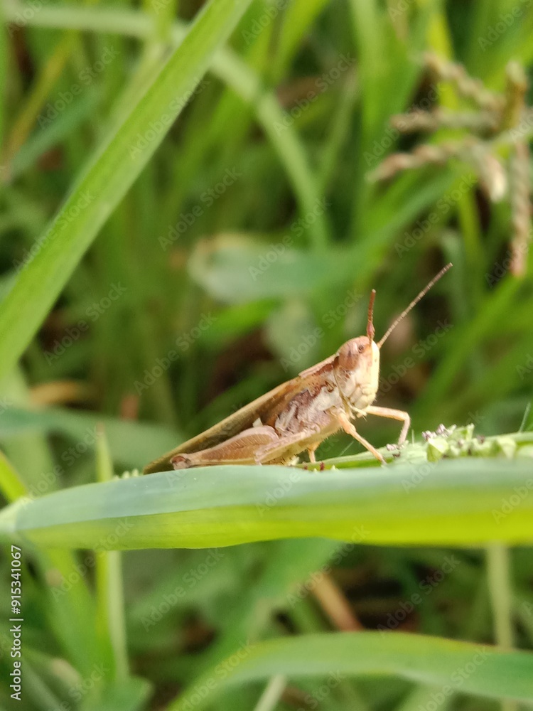 grasshopper sitting on green maize Leaf.Caelifera on leaf grasshopper sitting on green maize Leaf.Caelifera on leaf