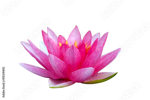 Colorful Water Lily blooming isolated on transparent background png file