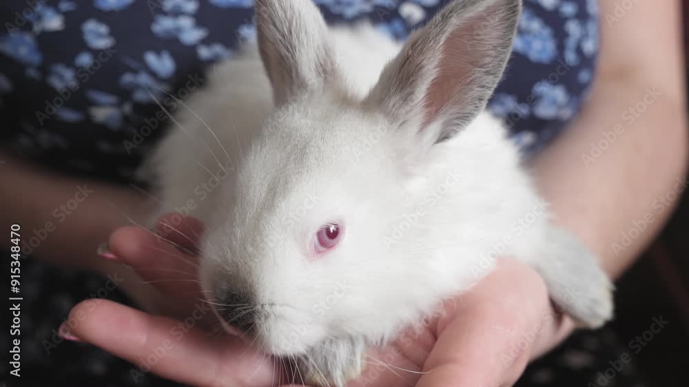 A small white rabbit with pink eyes lying on a person's hands, wearing a dark floral print dress A small white rabbit with pink eyes lying on a person's hands, wearing a dark floral print dress