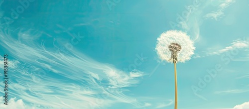 White dandelion against a b...