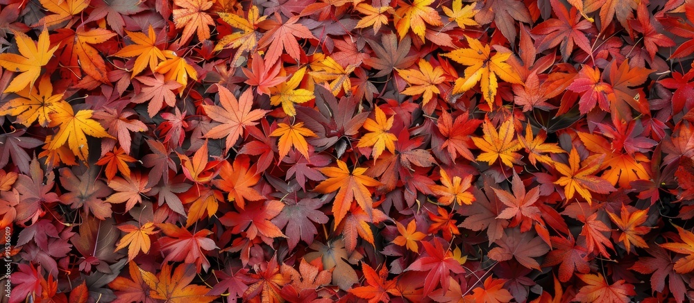 Maple leaves in autumn on a white background Seasonal autumn frame Copyspace for text Maple leaves in autumn on a white background Seasonal autumn frame Copyspace for text