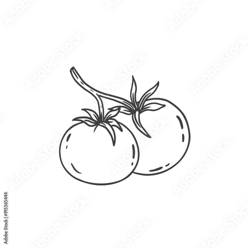 tomato in sketch style on a white background. Black and white illustration. Food Vector illustration 