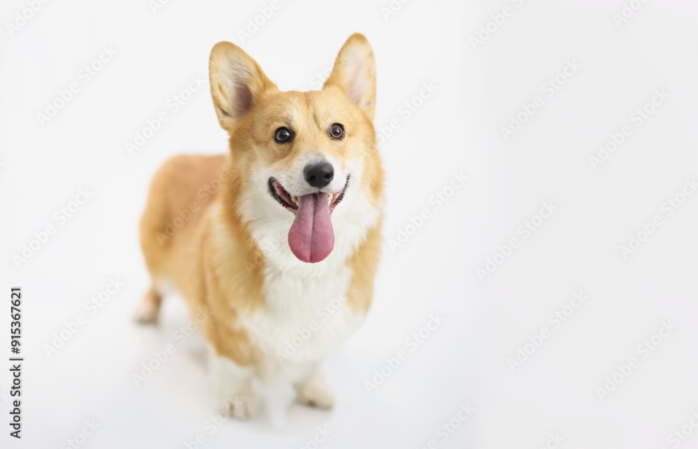 Red-haired thoroughbred short corgi dog on a white background, a cheerful puppy. Pembroke shows tongue Red-haired thoroughbred short corgi dog on a white background, a cheerful puppy. Pembroke shows tongue