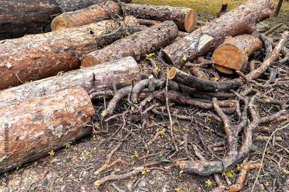 Pile of pine lumber. Logs of sawn pine Pile of pine lumber. Logs of sawn pine