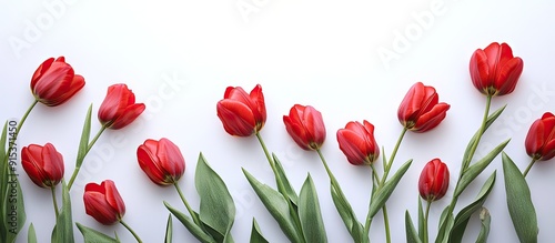Spring atmosphere Red tulip...